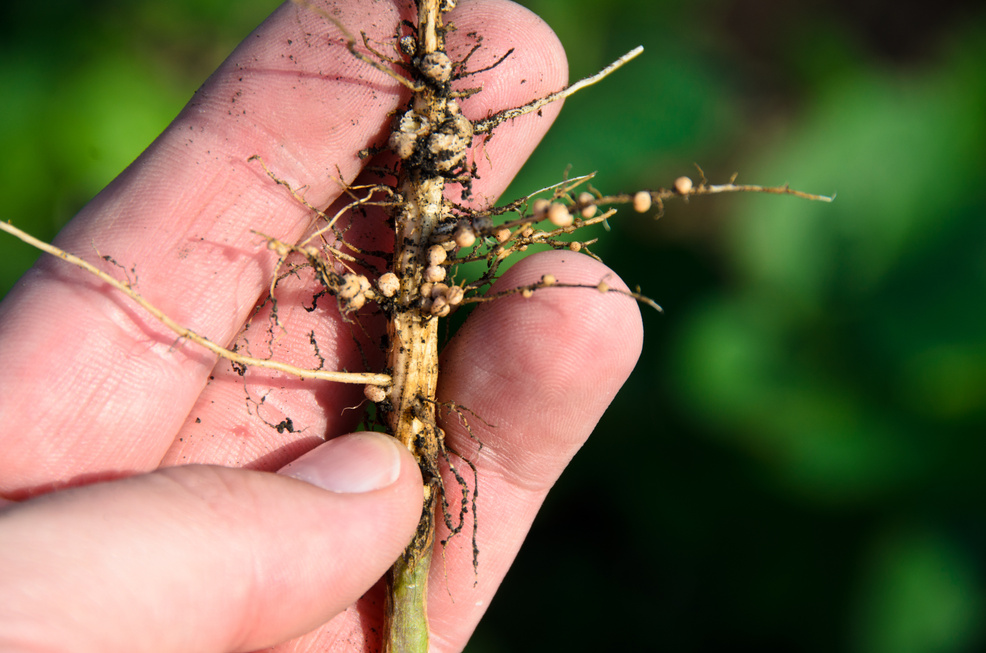 Soybean plant roots