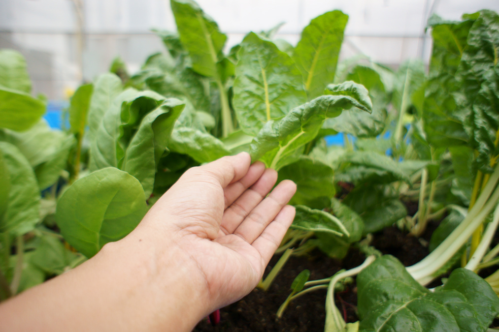 Pest and disease inspection in vegetable crops
